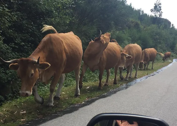 Casa Dos Cinco - Geres * Терраш-ди-Бору